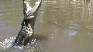 preview picture of video 'Crocodiles feeding'