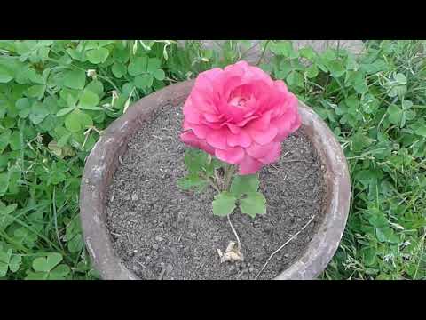 What the difference between seed and bulb ranunculus flower .