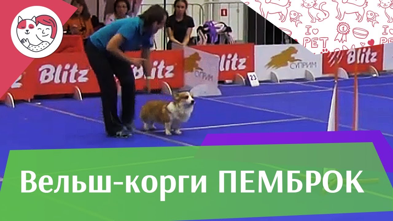 Вельш корги пемброк кратко о породе на ilikepet