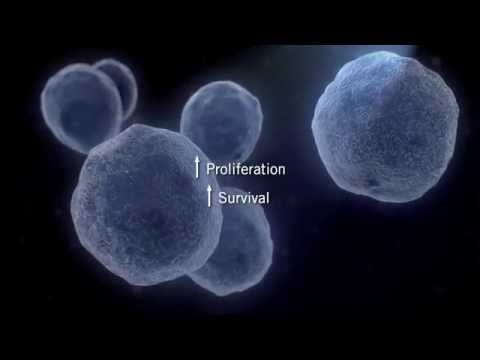 The MAPK Signaling Pathway