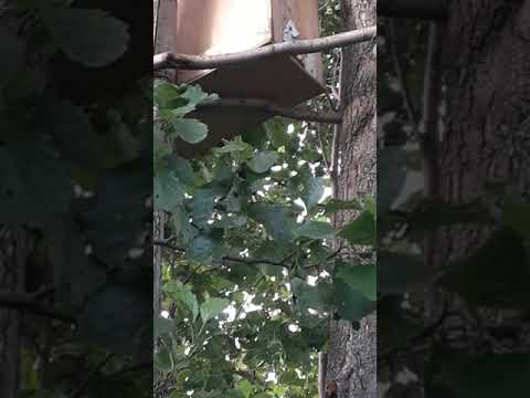 Ловля роев в 2019 году