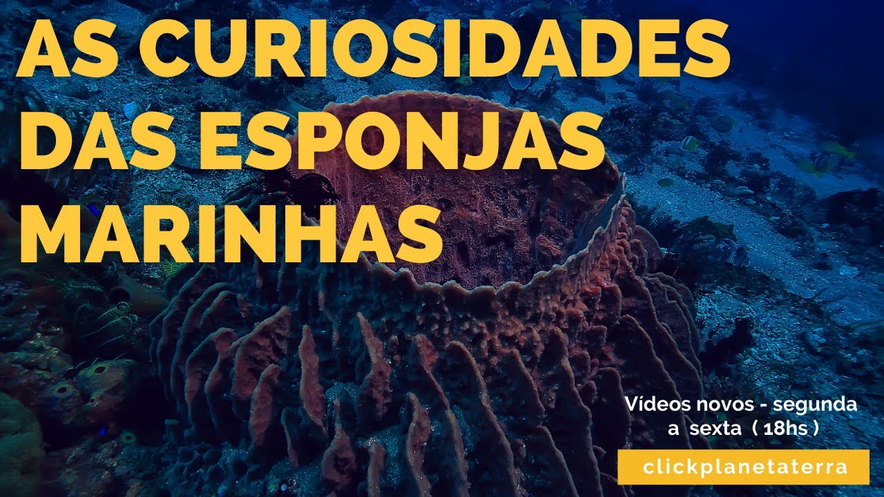 ESPONJAS MARINHAS [as curiosidades  mais interessantes relacionadas com as esponjas marinhas.]