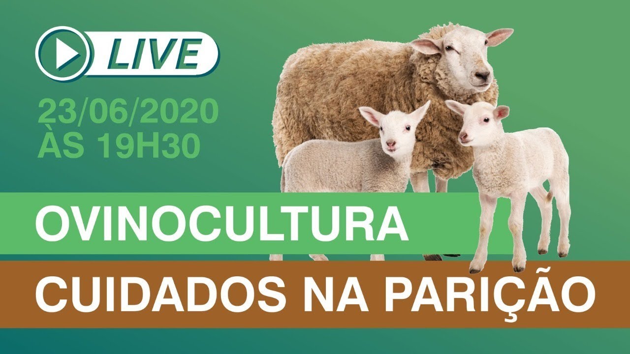 LIVE - Ovinocultura - Cuidados na Parição
