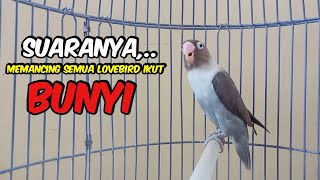 Download lagu Lovebird Ngekek Panjang SUPER GACOR MANTAB, Suaranya Memancing Semua Lovebird Jadi CEPAT BUNYI mp3