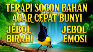 Download lagu 100% PASTI NYAUT‼️ Terapi sogon bahan agar cepat bunyi gacor mp3
