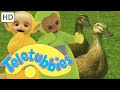 Teletubbies Ducks Full Episode