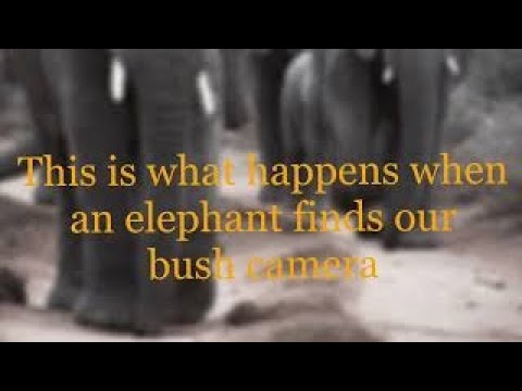 Trail camera taken by elephant