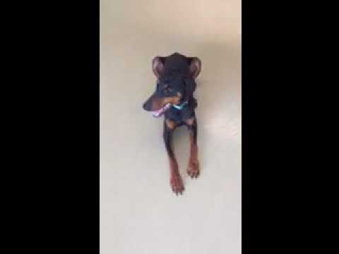 Bo, an adopted Doberman Pinscher in Fleetwood, PA_image-1