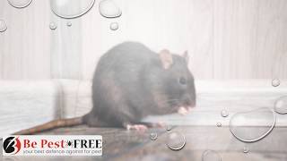 How to Spot Mice or Rats in the Home