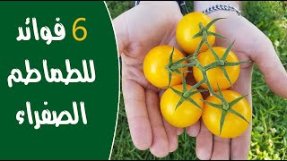 6 فوائد عظيمة للطماطم الصفراء