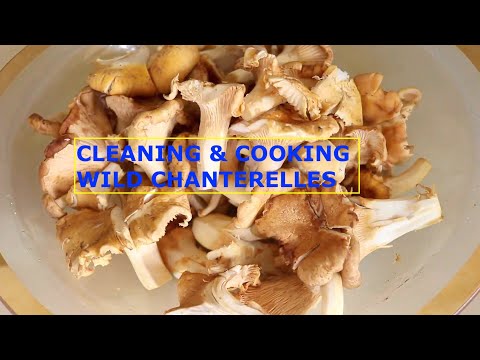 How To Clean & Cook Wild Chanterelle Mushrooms | Delicious, Easy & Fast