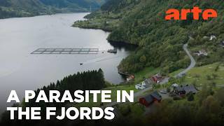 Norway's Salmon Crisis | ARTE.tv Documentary