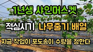 #샤인머스켓1년생재배기술 #적심포도수량늘리는방법 #비가림비닐시설하우스 #농촌셰프