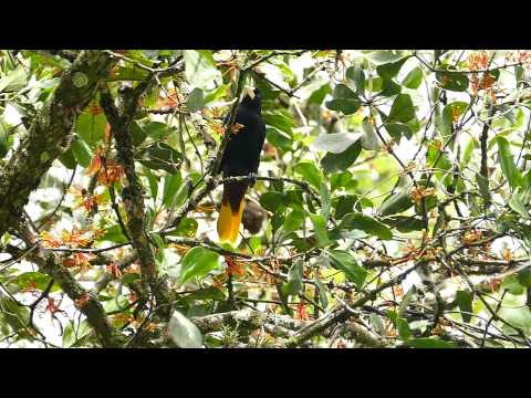 Psarocolius wagleri ( Camara lenta 120 fps )