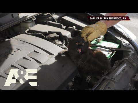 Live Rescue: Crazy Cat Stuck in Car Engine (Season 3) | A&E