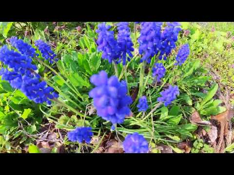 園芸 無視されたグレープ ヒヤシンス、グレープ グレープ ヒヤシンス