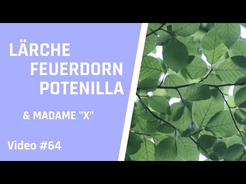 Lärche Feuerdorn Potentilla und "X" - Gewinnspiel für Alle
