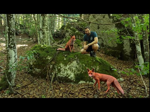 La VOLPE, formidabile predatrice!