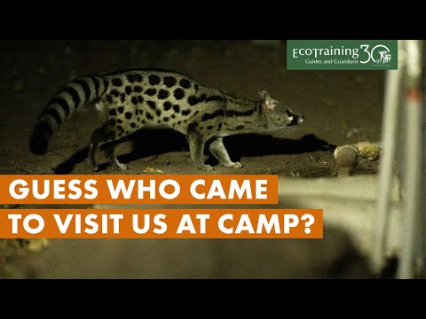 We call him Genet Jackson l Nocturnal visitors to our camps l Episode 1 l EcoTraining