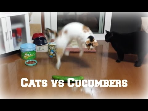 Cats and Cucumbers Compilation