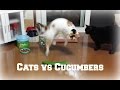 Cats And Cucumbers Compilation