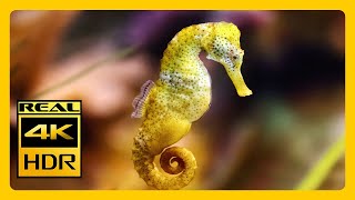 Colorful Seahorse 4K Wonders Aquarium For Meditation RELAXING MUSIC Real 4K HDR Screensaver