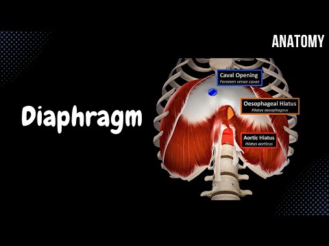 Diaphragm - Origin Points, Openings and Coverings