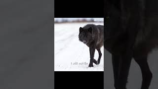 It’s a Black Sea wolf! (: #therian #wolf #alterhuman