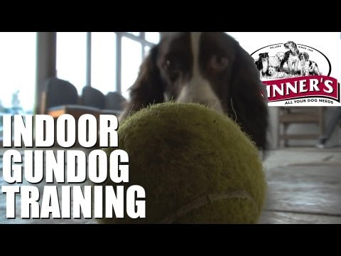Gundog training tips – Easy indoor training Gundog training tips – Easy indoor training