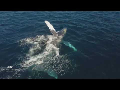 CABO YACHT CHARTERS // MANDI BONILLA