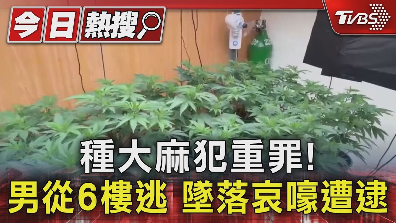 種大麻犯重罪!男從6樓逃 墜落哀嚎遭逮