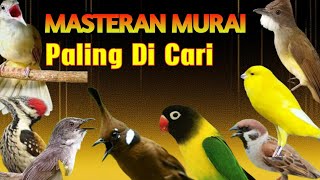 Download lagu MASTERAN MURAI BATU FULL ISIAN TEMBAKAN PALING DICARI UNTUK BURUNG BAHAN SUARA JERNIH KERAS mp3 Download lagu MASTERAN MURAI BATU FULL ISIAN TEMBAKAN PALING DICARI UNTUK BURUNG BAHAN SUARA JERNIH KERAS mp3