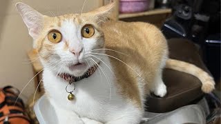Funny Videos Animals Watch HD Mp4 Videos Download Free