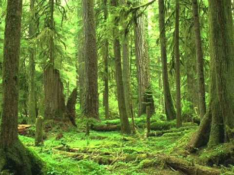 Katái Tamás - Zölderdő (Green Forest)