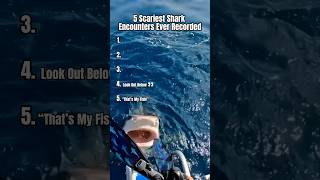 Top 5 Scariest Shark Encounters Ever Caught on Camera 😱🦈