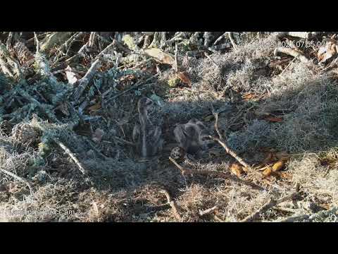 Two Osprey Chicks Shuffle Around Nest Bowl In Savannah, Georgia – April 28, 2021