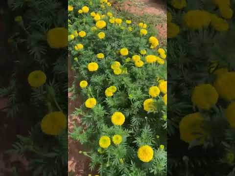 Srikar seeds Marigold Sri yellow contact Srinivasa seeds Vijayawada cell 9963934488
