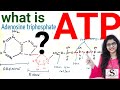 What is ATP /  What Is Adenosine Triphosphate - Function Of ATP - Structure Of ATP
