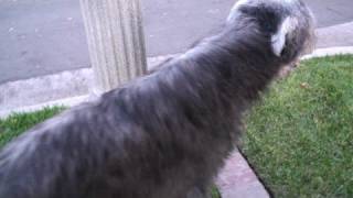 2008-10-16 Louie on a walk: part 1