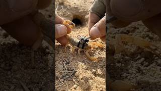 POV Desert Scorpion: Câmera minúscula revela uma enorme colônia subterrânea escondida