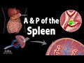 Anatomy & Physiology of the Spleen, Animation