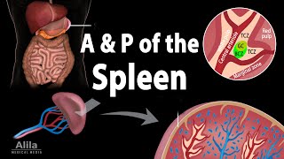 Anatomy & Physiology of the Spleen, Animation
