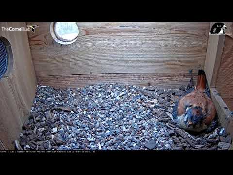 Male Kestrel Takes Over Incubation Duties While Female Eats Breakfast – April 29, 2019