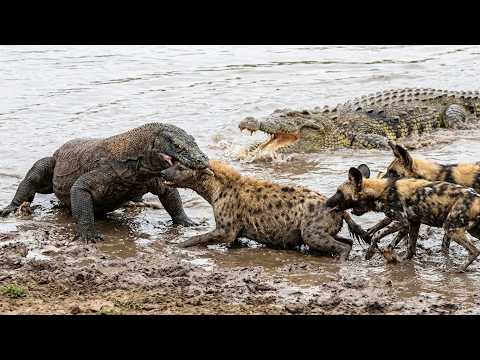 Komodo Dragon vs. EVERYONE! Ultimate Animal Battle Compilation