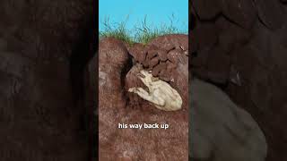 The Dog They Buried Alive 😨