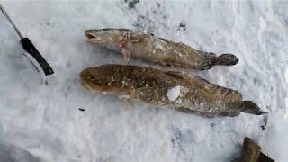 Ловля налима в январе на донки