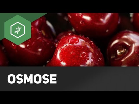 Osmosis - What is it?