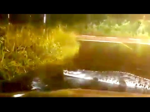 Viral/Buaya Besar Buat Roadblock Di Jalanraya ketika Banjir #shorts #shortvideo #banjir