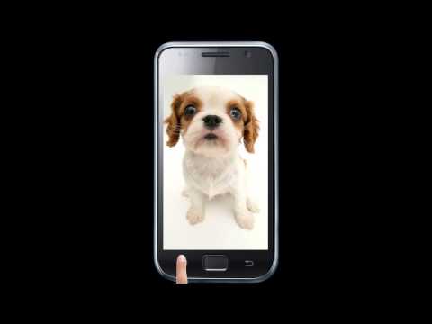 Dog sniffs screen wallpaper Video