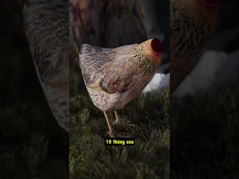 Tại sao con gà này có thể sống 18 tháng dù không có đầu? #shorts